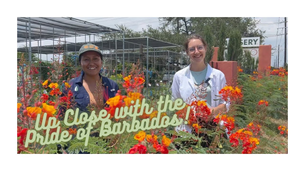 Pride of Barbados & Mexican Bird of Paradise- Tropical Looking Heat Loving Plants for Austin TX!