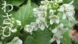 春の水辺でさんぽ　日本のハーブ【自生わさび】