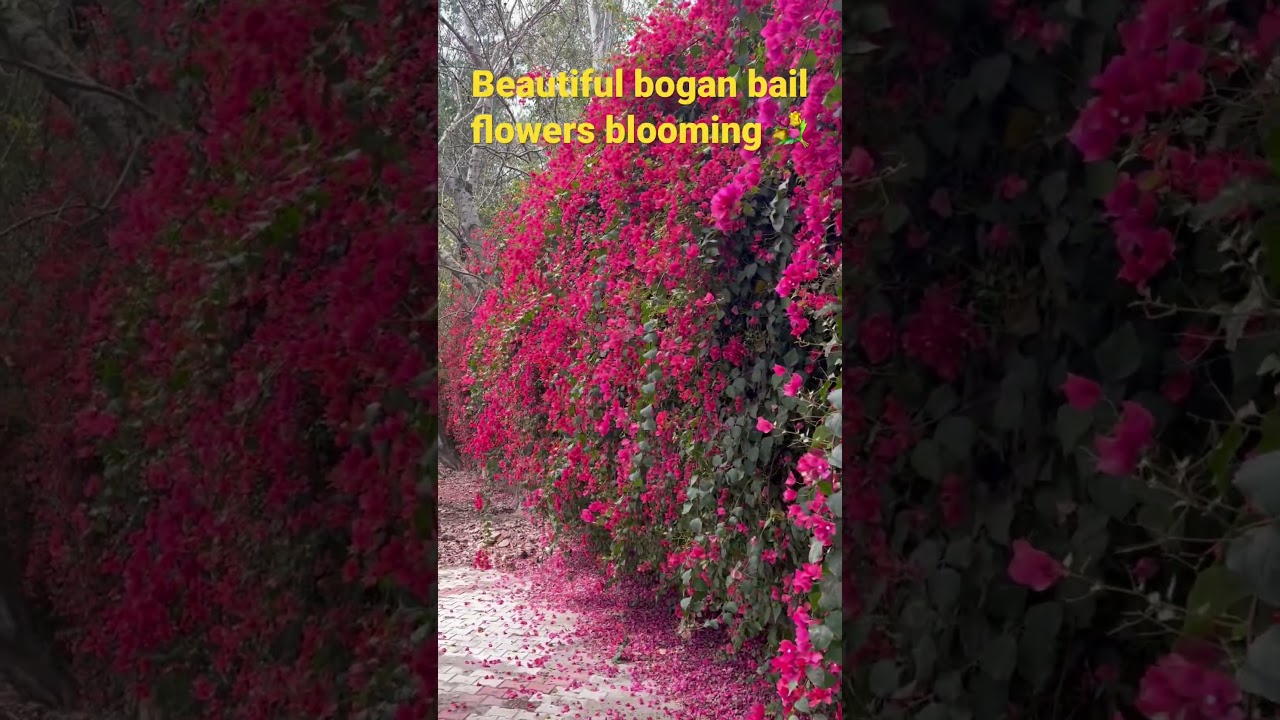 Beautiful bogan bail flowers Indian flower 