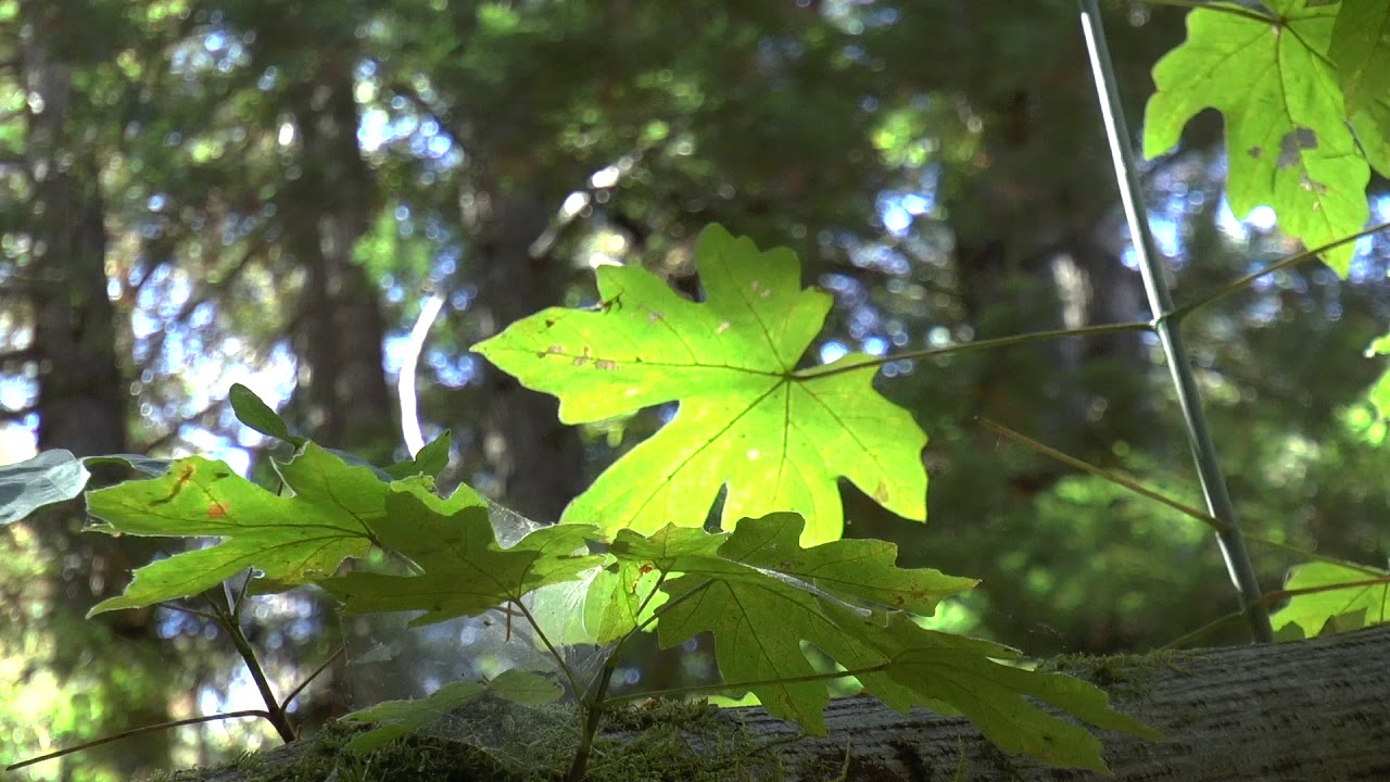 top movies on netflix A Random