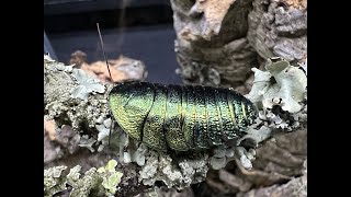 Pseudoglomeris magnifica, The Emerald Cockroach update care and rehouse