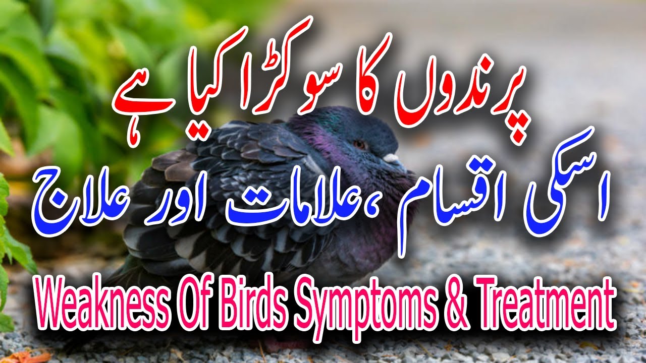 Weak Birds Weakness Of Birds Symptoms And Treatment | Common Signs Of Weakness In ...