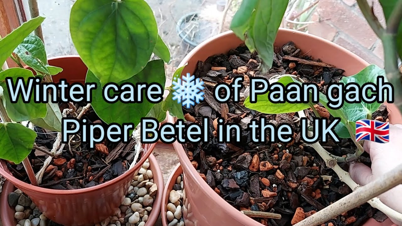Winter care of Paan Gach, Piper Betel in the UK 🇬🇧