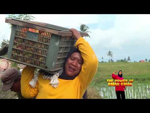 Emak Panen Tomat Ranti dan Masak Feta Pasta Tomato | ENAH BIKIN ENAK (02/10/26)