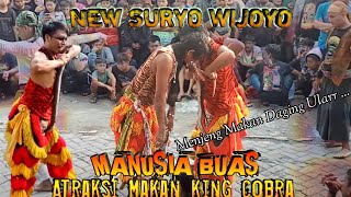 Atraksi Manusia Makan Ular Cobra || Spesial Menjeng Kimhoa Ft New SURYO WIJOYO