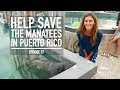 Help Save the Manatees in Puerto Rico - Ep. 57 RAN Sailing