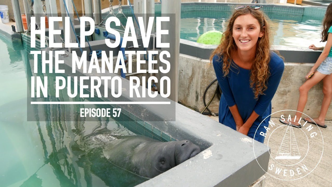 Help Save the Manatees in Puerto Rico – Ep. 57 RAN Sailing