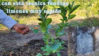 increíble siembra de limón, para que tengas limones en muy poco tiempo 🍋