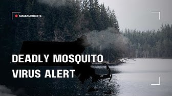 Deadly Mosquito Virus Alert: EEE Strikes Massachusetts! thumbnail