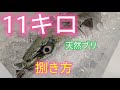 [魚の捌き方]天然ブリ捌き方