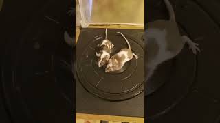 more of mouse merry-go-round #cute #mice #mouse