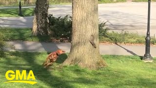 A squirrel outwitted this dog in a hilarious New York City park standoff l GMA Digital