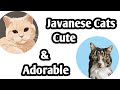 Javanese Cats Are Cute And Adorable|| Intro Dulu の動画、YouTube動画。