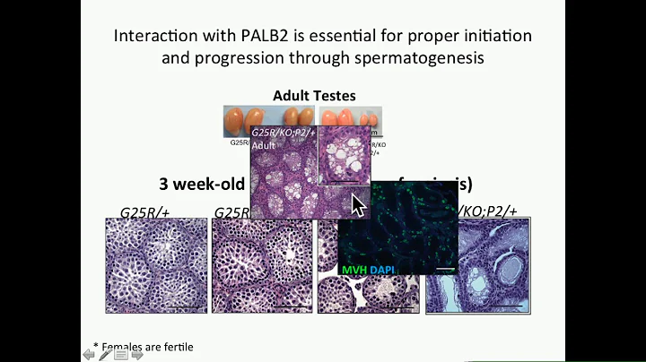 S Hartford: Interaction of BRCA2 and PALB2 is esse...