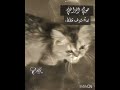 مو مهم التصوير المهم القطه غيو للورين هيناتا كيميتسو بدون موسيقى Anime رينغوكو فيوليت بنت لورين مو مهم التصوير المهم القطه غيو للورين هيناتا كيميتسو بدون موسيقى Anime رينغوكو فيوليت بنت لورين