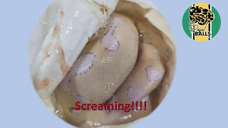 Breeding Ball Pythons; Screaming!