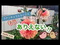 [一人暮らしの日常] ラナンキュラスラックス秋植え球根の様子／もうすぐ庭は花畑