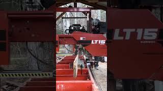 Sawing second edge on 1st water soaked poplar edging slab 12/15/23