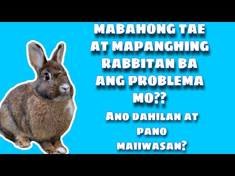 Rabbit farming | Mapanghing ihi at mabahong rabbit pano masosolusyonan | MADALI LANG YAN