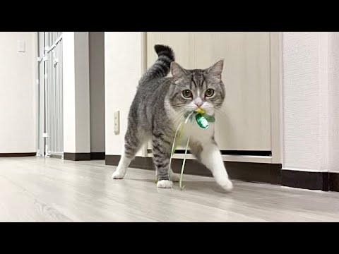 イギリス製デコパージュ 上から貴方を覗き込む可愛い猫ちゃん
