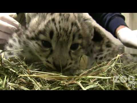 Cute Baby Snow Leopards at Woodland Park Zoo