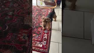 #viral #dog #puppy #cute #wales #shorts my puppy a welsh terrier