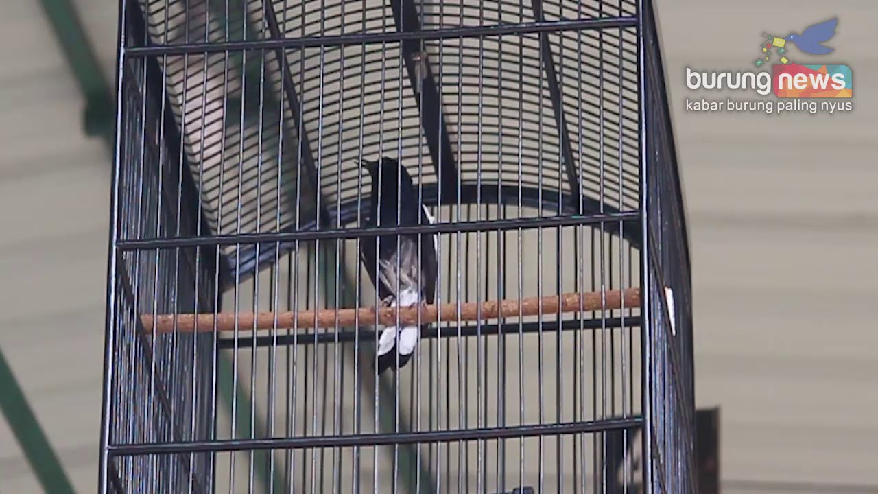 Black Jadi Primadona Di Gelaran Kapolsek Kota Cup 1 Feat Bnr