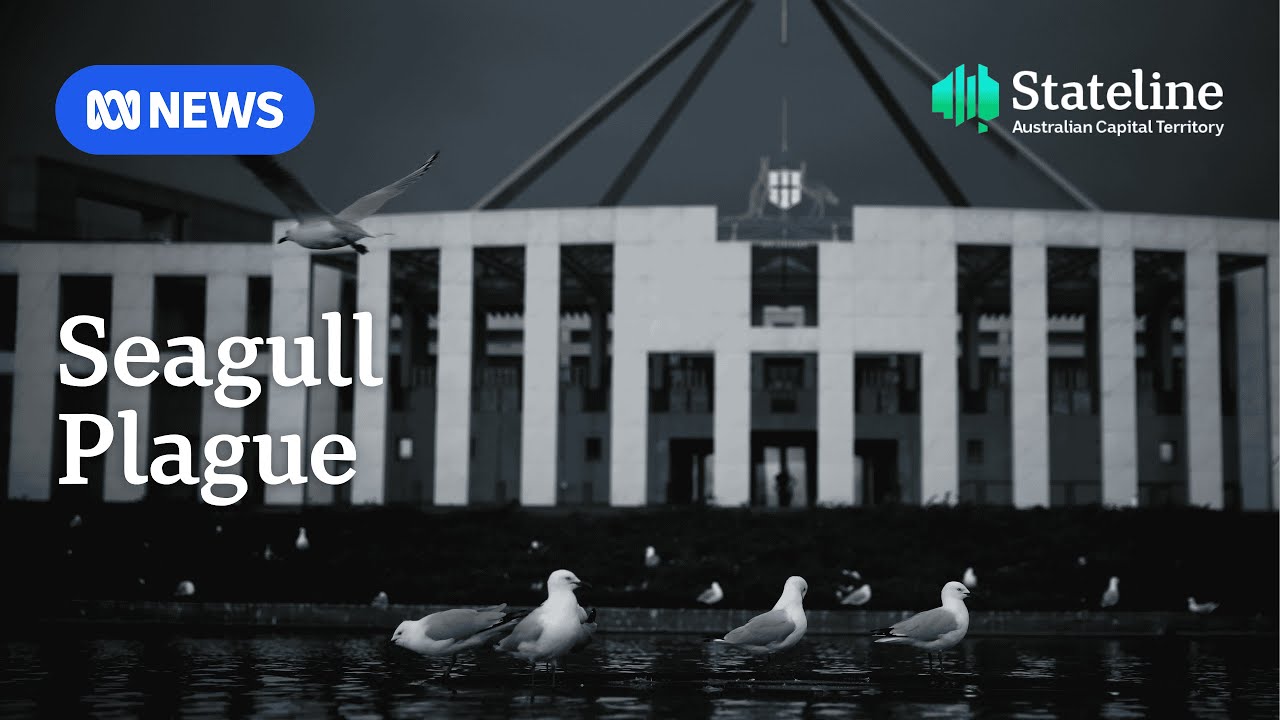 Seagulls reaching plague proportions outside Parliament House | ABC NEWS