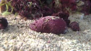 Digitate hydroid