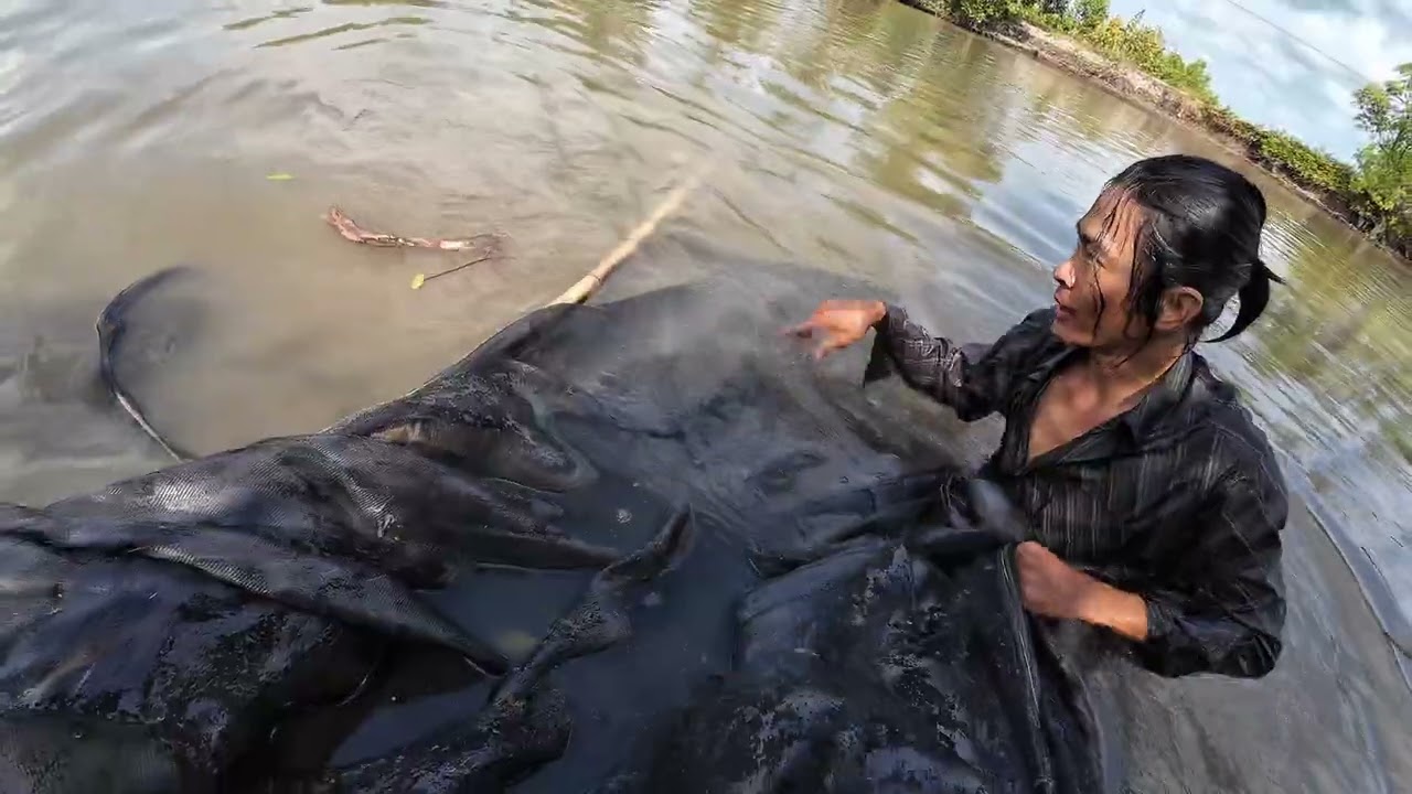 Giăng Câu Cá Ngát Sông Ở Miền Tây Cá Dính Khá Nhiều ,Quá Đã