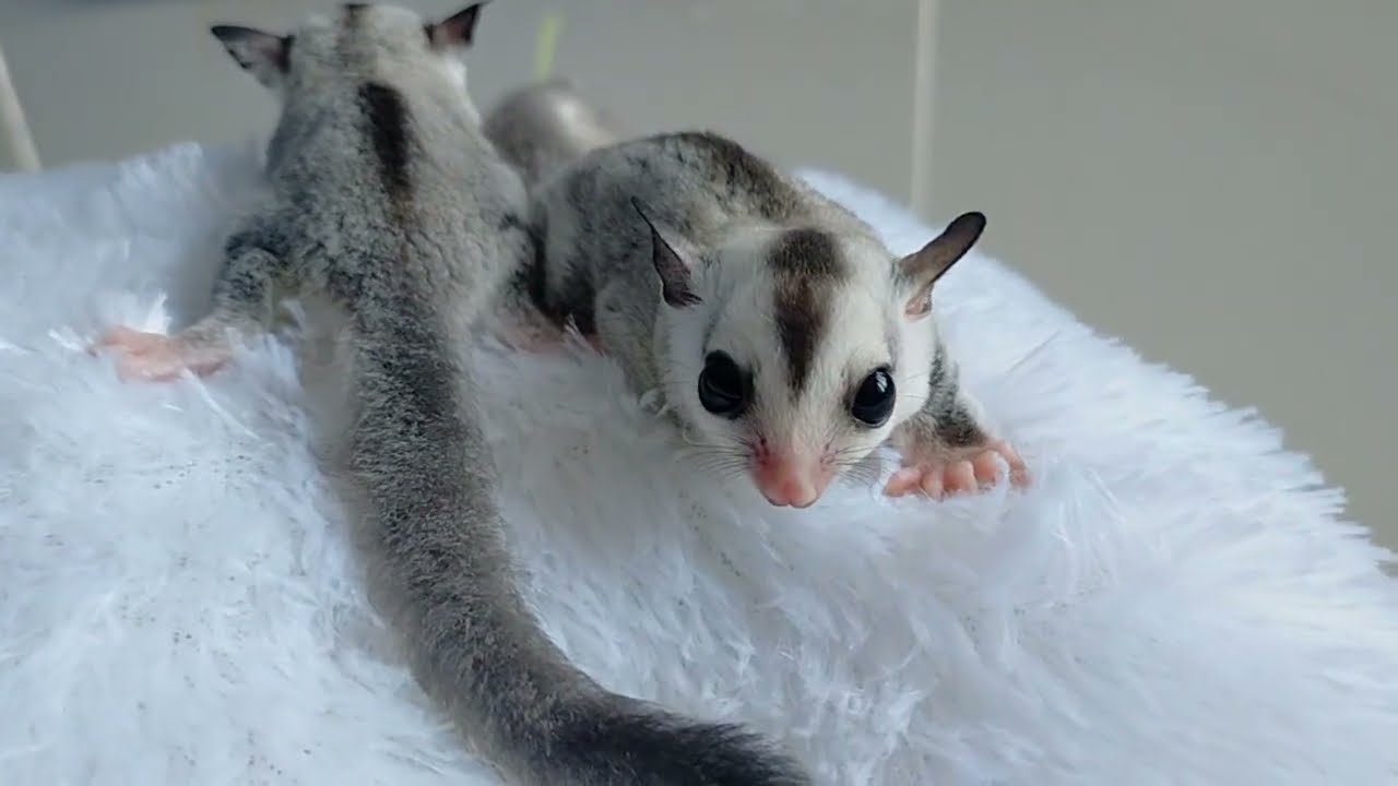 Sugar glider hasil persilangan white face dan leucistic