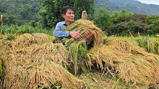 A Bountiful Season: Harvest Rice With Your Family Bring It Back Farm For Processing - Cooking
