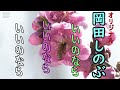 「こんな私でいいのなら」オリジナル岡田しのぶ と子さんが歌ってます