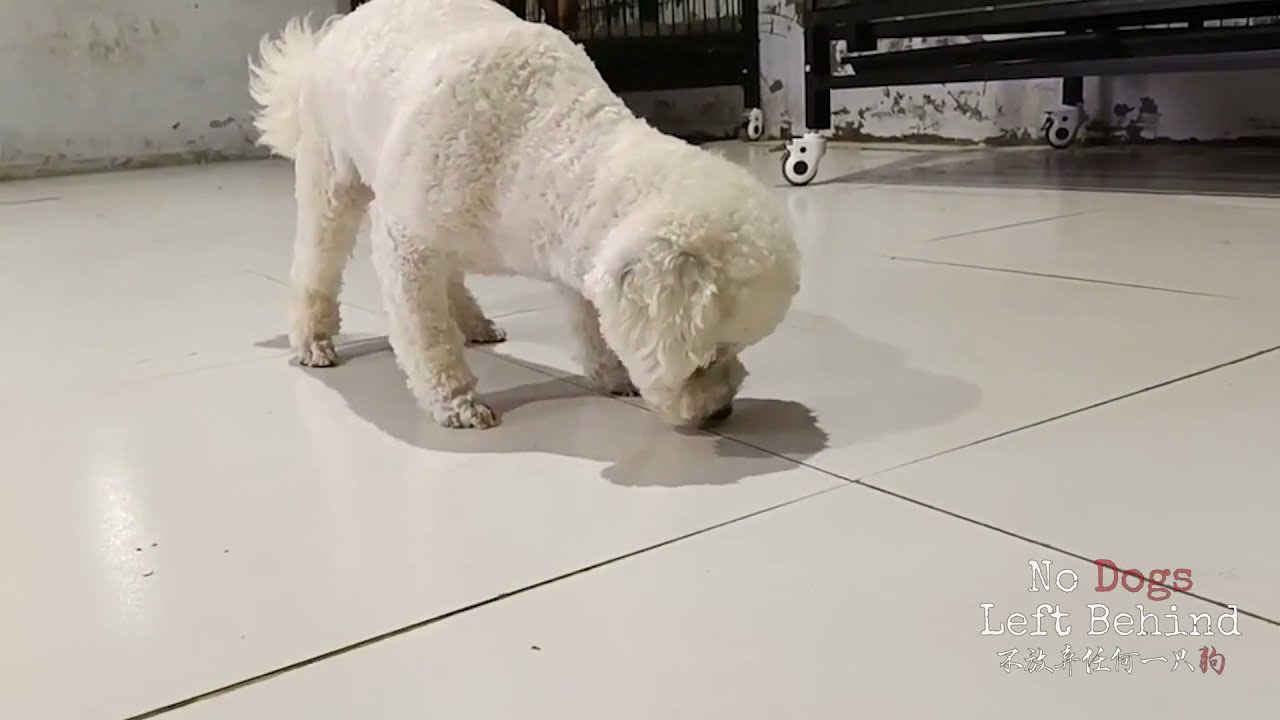 COOPER 2182 -AVAILABLE FOR ADOPTION!