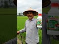 Perekat Pupuk Semprot,  Perekat Pestisida Anti Luntur, Petani Merasakan Hasil Metahara