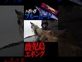 良型連発！「ブルームーン」がドハマり！鹿児島エギング#エギング #釣り #fishing #アオリイカ