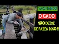 VACINAÇÃO DO GADO CONTRA PRINCIPAIS DOENÇAS - NAO DEIXE DE FAZER ISSO!