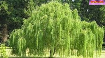 5 loại cây tuyệt đối KHÔNG trồng trước cửa nhà - Chặt ngay để tránh gặp hoạ