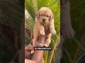 Golden retriever Male &amp; female puppy available #puppy #goldenretriever #retriver #puppylove #dog