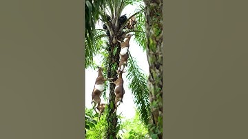 The Palm Tree Acrobat Goats | Must WatchGoats That Climb Palm Trees Like Monkeys #ai #new #animals