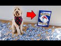 Puppy Opens Pokémon Card Booster Box (CRAZY PULLS!!)