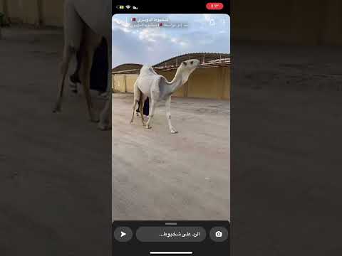 رعود ذعار بن ذيب