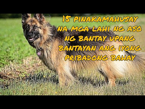 Video: Ano Ang Pinakamahusay Na Aso Para Sa Isang Bata