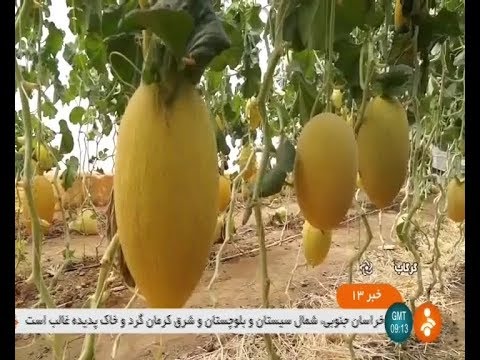 تصویری: خربزه در حال رشد در گلخانه ای نزدیک سن پترزبورگ