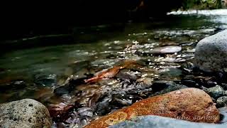 (Baground video)air sungai jernih