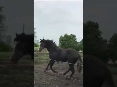 Видео: Стрийкър залог ли беше?