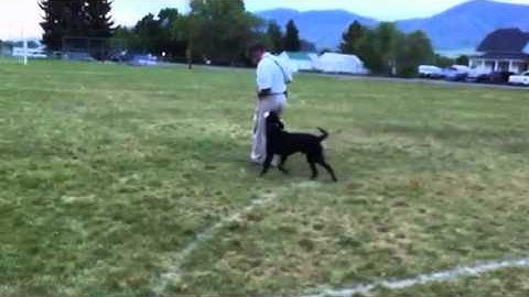 Training Labs on hand signals and bumpers