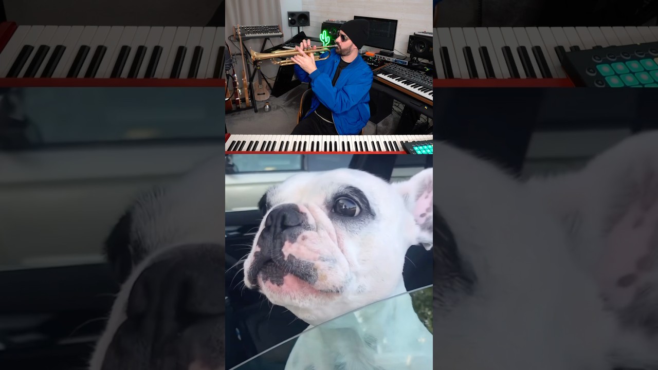 Mira These Dogs Got Talent… Wait for It 😳🤣 en YouTube Mira These Dogs Got Talent… Wait for It 😳🤣 en YouTube