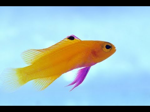 reason Reefs.com Exclusive look at Captive-bred Gramma Dejongi from Biota Aquariums!
