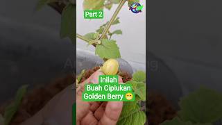 Petik Cimplukan Golden Berry #ciplukan #goldenberry #amirulfarming #hidroponik #pertanian #fyp #fypシ